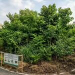 from-tokyo-to-delhi-how-miyawaki-forests-are-reshaping-urban-landscapes-worldwide.jpg