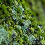 hidden-fungi-discovered-inside-california-desert-moss-could-rewrite-plant-evolution-history.jpg