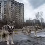 in-1986-chernobyl-was-evacuated-and-today-wolves-have-returned-to-dominate-the-radiation-exclusion-z.avif