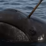 in-2007-scientists-found-a-100-year-old-weapon-inside-a-whale-and-what-it-revealed-was-extraordinary.avif
