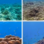 lakshadweeps-1800-year-old-giant-potato-patch-coral-may-be-among-the-worlds-largest-living-colonies.avif