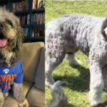 lapd-fatally-shoots-two-year-old-jameson-in-knicks-jersey.jpg