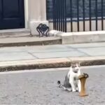 larry-the-cat.jpg