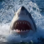 most-shark-infested-coastlines-in-the-united-states-8-beaches-and-states-where-shark-encounters-happ.avif
