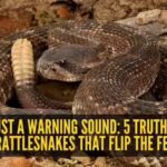 not-just-a-warning-sound-5-truths-about-rattlesnakes-that-flip-the-fear.jpg