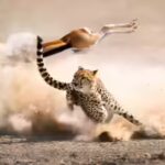 one-day-belongs-to-the-hunter-another-to-the-prey.jpg