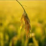 proverb-of-the-day-the-more-grains-it-bears-the-lower-it-bows.jpg