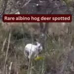 rare-albino-hog-deer-spotted.jpg