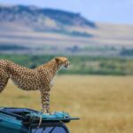 safari-maasai.jpg