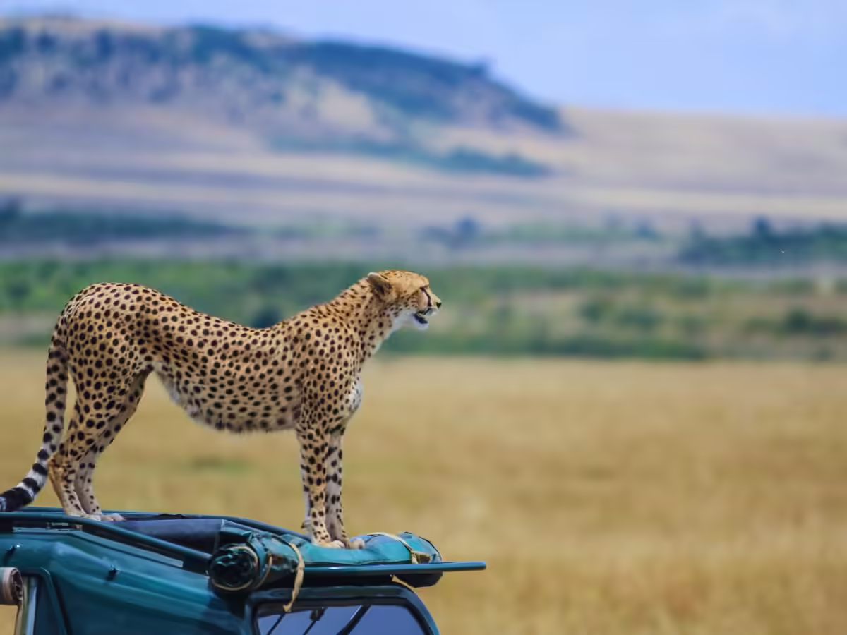 safari-maasai.jpg
