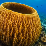 scientists-estimate-giant-caribbean-sponge-may-be-more-than-2300-years-old-and-still-filtering-seawa.avif