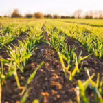 soil39s-treasure-scientists-discovered-a-hidden-phosphorus-reservoir-that-could-transform-the-future.avif