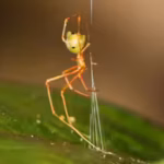 the-39ballista-spider39-scientists-discover-a-tiny-spider-that-launches-ants-with-140-times-the-forc.avif