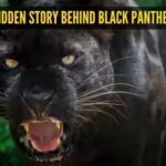 the-hidden-story-behind-black-panthers-5-facts-that-may-surprise-you.jpg