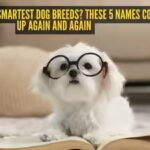 the-world39s-smartest-dog-breeds-these-5-names-come-up-again-and-again.jpg