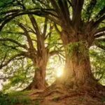 trees-have-a-hidden-climate-superpower-they-keep-absorbing-carbon-long-after-growth-stops.jpg
