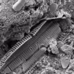 what-lies-beneath-omaha-beach-microscopic-wwii-shrapnel-found-in-sand-reveals-the-land-still-carries.avif