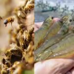 why-scientists-are-vaccinating-honeybees-and-shrimp-for-the-first-time.jpg