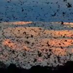 world39s-largest-bat-migration-the-night-zambia39s-sky-disappears-under-10-million-bats.jpg