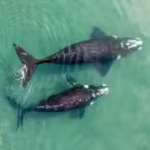 worlds-largest-whale-graveyard-found-beneath-the-indian-ocean-a-hidden-5-million-year-mystery-reveal.avif