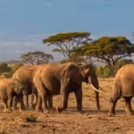 15-elephants-suspected-to-have-died-after-eating-pesticide-sprayed-tomatoes-near-kenya39s-amboseli-n.avif