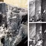 24-million-year-old-kevda-fossil-leaves-discovered-in-assam-reveal-ancient-tropical-forests-of-india.avif