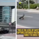 39this-is-the-level-of-safety-in-dubai39-man-captures-defender-waiting-for-a-peacock-family-to-cross.avif