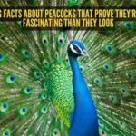 5-shocking-facts-about-peacocks-that-prove-they39re-far-more-fascinating-than-they-look.jpg