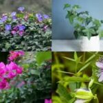 7-fast-growing-plants-that-provide-natural-shade-and-keep-your-home-cool.jpg