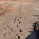 a-66-million-year-old-dinosaur-highway-in-bolivia-reveals-more-than-16000-fossil-footprints-from-the.avif