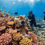 a-silent-coral-reef-came-back-to-life-after-scientists-played-recordings-of-healthy-reefs-underwater.avif