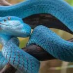 a-snake.jpg