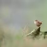 according-to-the-research-a-birdsong-is-shaped-by-both-evolution-and-the-environment-nature-ttl.jpg
