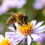 after-two-years-of-banning-bee-harming-pesticides-france-allows-their-return-facing-backlash-from-en.avif