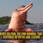 amazon-river-dolphin.jpg