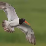 american-oystercatchers-were-largely-wiped-out-in-new-england-after-a-10-million-conservation-push-a.avif