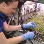an-astronaut-caring-for-plants-inside-the-veggie-growth-chamber-part-of-nasa39s-long-running-researc.avif