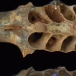 ancient-bees-20000-years-ago-built-nests-inside-the-tooth-sockets-of-fossilized-animal-jaws-scientis.avif