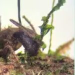 ant.jpg