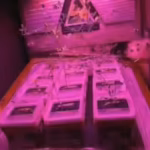 astronaut-reveals-the-tiny-glowing-garden-inside-the-international-space-station-where-scientists-ar.avif