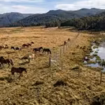australia-built-a-187000-electric-fence-across-wild-horse-plain-but-the-real-reason-lies-beneath-one.avif