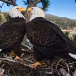 bald-eagle-couple-jackie-and-shadow39s-viral-livestream-raised-10-million-to-save-their-california-f.avif