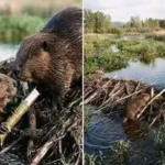 beavers-do-far-more-than-build-dams-these-20-kilogram-rodents-create-wetlands-raise-groundwater-and.avif