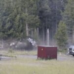 bison-attack-in-us.jpg