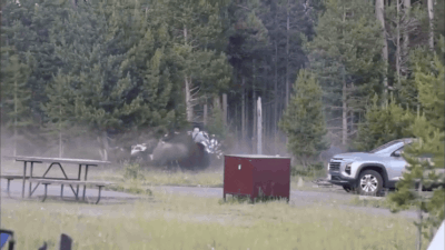 bison-attack-in-us.jpg