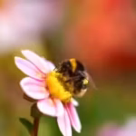 bumblebees-carry-up-to-seven-times-more-toxic-metals-than-honeybees-even-when-feeding-in-the-same-fi.avif