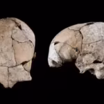 buried-for-5300-years-beneath-a-stone-age-tomb-a-skull-discovered-in-spain-has-revealed-the-world39s.avif