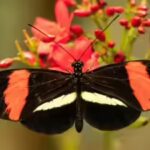 butterflies-that-dont-age.jpg