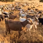 california-deploys-400-goats-and-sheep-as-39firefighters39-to-eat-an-invasive-weed-fuelling-wildfire.avif