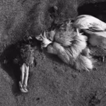 californias-seabird-crisis-is-a-stark-reminder-that-climate-change-is-no-longer-a-distant-environmen.avif